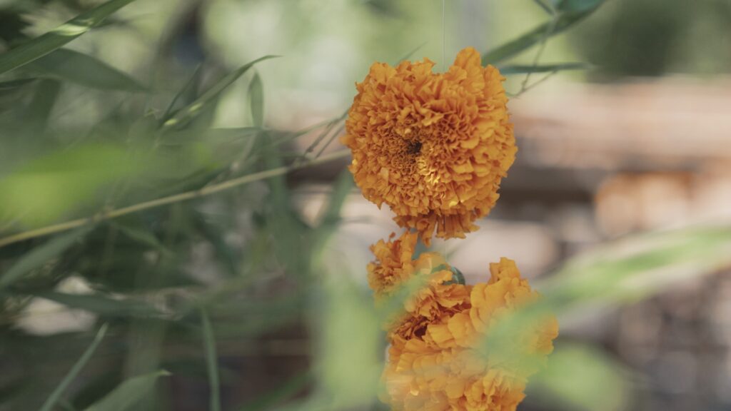 Orange marigolds hang from a chuppa
